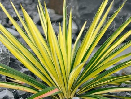 Juka vláknitá 'Bright Edge' - Yucca filamentosa 'Bright Edge'