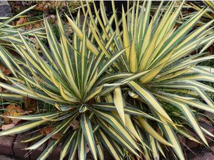Juka vláknitá 'Color Guard' - Yucca filamentosa 'Color Guard'