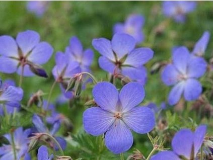 Pakost 'Johnson's Blue' - Geranium 'Johnson's Blue'