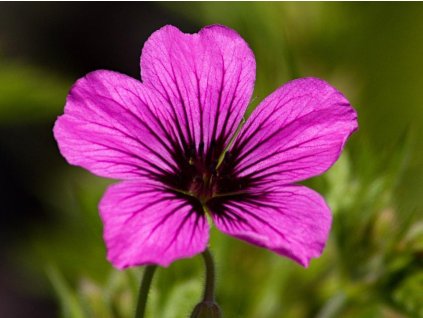 Pakost 'Patricia' - Geranium 'Patricia'