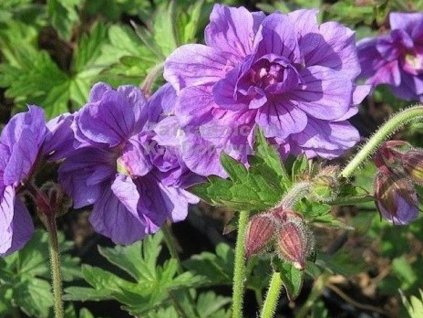 Pakost himalájsky 'Plenum' - Geranium himalayense 'Plenum'
