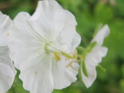 Pakost  hnědočervený 'Album' - Geranium sanguineum 'Album'