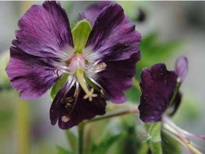 Pakost hnedočervený 'Samobor' - Geranium phaeum 'Samobor'