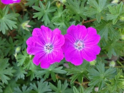 Pakost krvavý - Geranium sanquineum