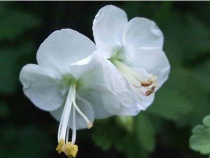white ness