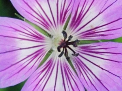 Pakost 'Sylvia's Surprise' - Geranium wallichianum 'Sylvia's Surprise'