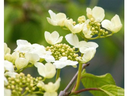 Kalina japonská 'Lanarth'