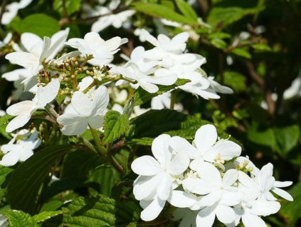 Kalina japonská 'Watanabe'