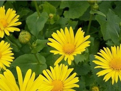 Kamzičník východný 'Magnificum' - Doronicum orientale 'Magnificum'