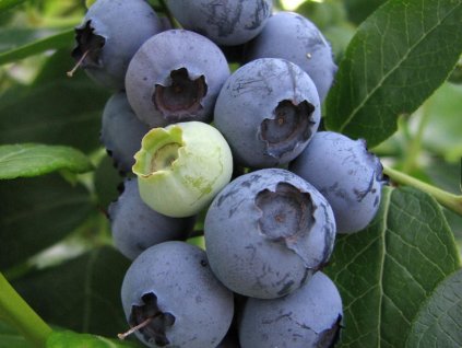 Kanadská čučoriedka 'Draper'