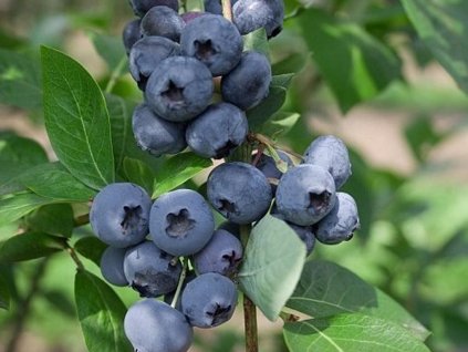 Kanadská čučoriedka  'Herbert'