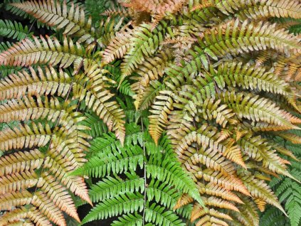 Papraď červená - Dryopteris erythrosora