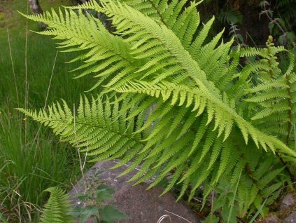 Papraď samec - Dryopteris filix-mas