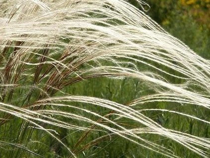Kavyľ Ivanov - Stipa pennata