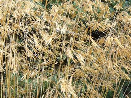 Kavyľ obrovský - Stipa gigantea