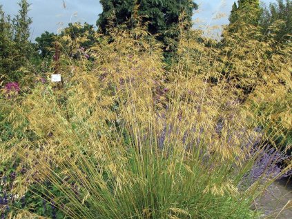 Kavyľ obrovský - Stipa gigantea