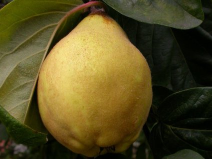 Dula  'Portugal'