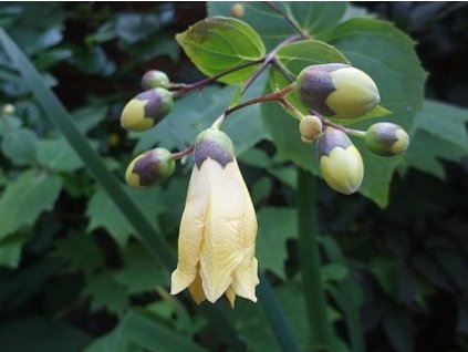 Kirengeshoma dlanitá - Kirengeshoma palmata