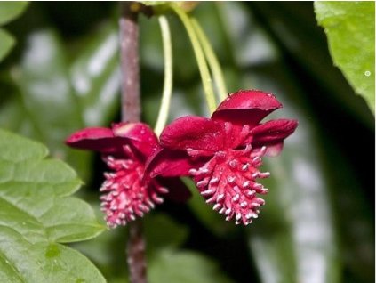 Schisandra červenokvetá - samec