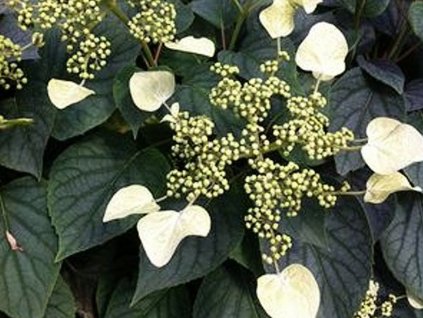 Japonská hortenzia-popínavá 'Moonlight'