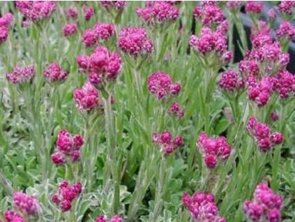 Plešivec dvojdomý 'Alex Duguid' - Antennaria dioica 'Alex Duguid'