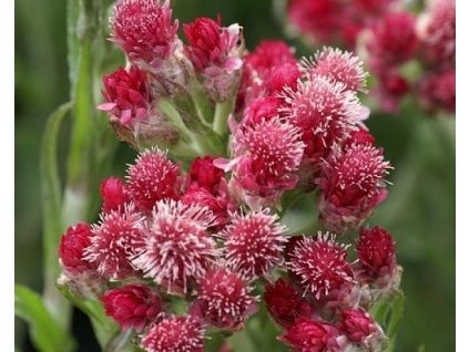 Plešivec dvojdomý 'Rotes Wunder' - Anthennaria dioca 'Rotes Wunder'