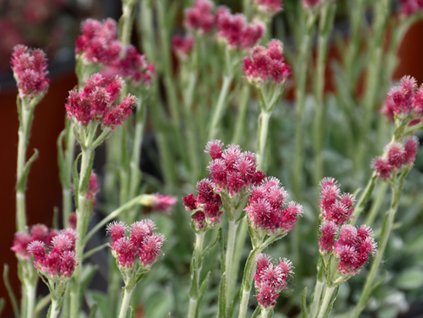 Plešivec dvojdomý 'Rubra' - Antennaria dioica 'Rubra'