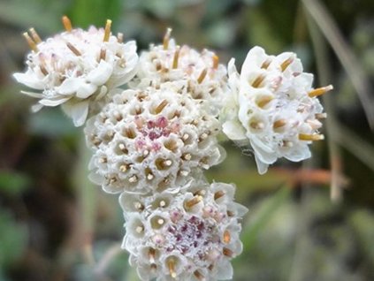 Plešivec dvojdomý 'Alba' - Antennaria dioica 'Alba'