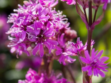 Kukučka alpská 'Rosea' - Lychnis alpina 'Rosea'