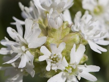 Kukučka alpská 'Snow Flurry'