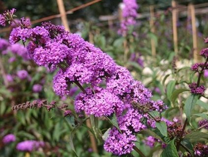 Budleja Dávidova 'Border Beauty'