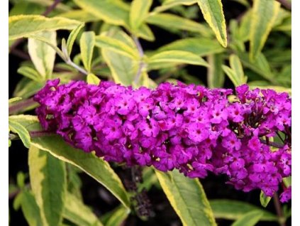 Budleja dávidova 'Santana'