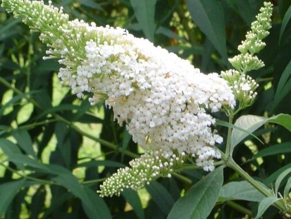 Budleja dávidova 'White Profusion'