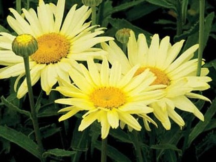 Margaréta 'Banana Cream' - Leucanthemum 'Banana Cream'