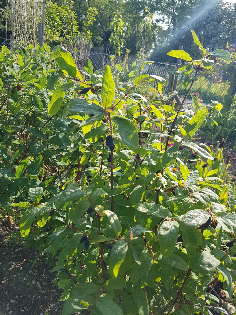 Zemolez kamatsk 'Zojka' Lonicera kamtschatica 'Zojka' - Zhradnctvo  Spomyl