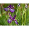 Kosatec sibírsky 'Sparkling Rose' - Iris sibirica 'Sparkling Rose'