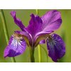 Kosatec sibírsky 'Sparkling Rose' - Iris sibirica 'Sparkling Rose'