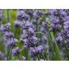 Lavandula Hidcote (1)