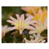 Levízia šruchovitá 'Little Peach' - Lewisia longipetala hybr. 'Little Peach'