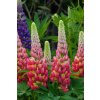 Lupinus Tequila Flame (2)