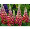 Lupinus Tequila Flame (3)