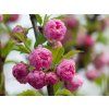 Prunus triloba (2)