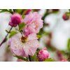 Prunus triloba (3)