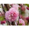 Prunus triloba (4)