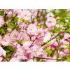 Prunus triloba (6)