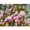 Prunus triloba (5)