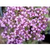 Materina dúška včasná - Thymus praecox v. pseudolanuginosus
