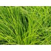 Metluška krivolaká 'Aurea' - Deschampsia flexuosa 'Aurea'