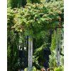 Larix Blue Dwarf