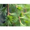 larix pendula